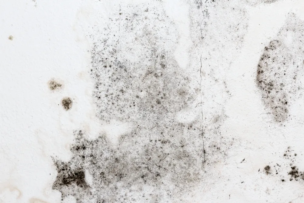 Understanding Mould and Its Effects