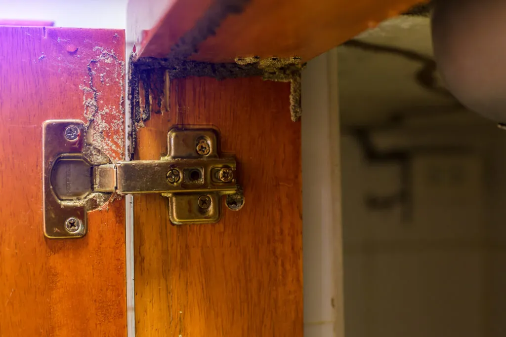 Feathered Foes and Wooden Woes: Pest Inspections for Avian and Termite Infestations: Understanding Pest Infestations