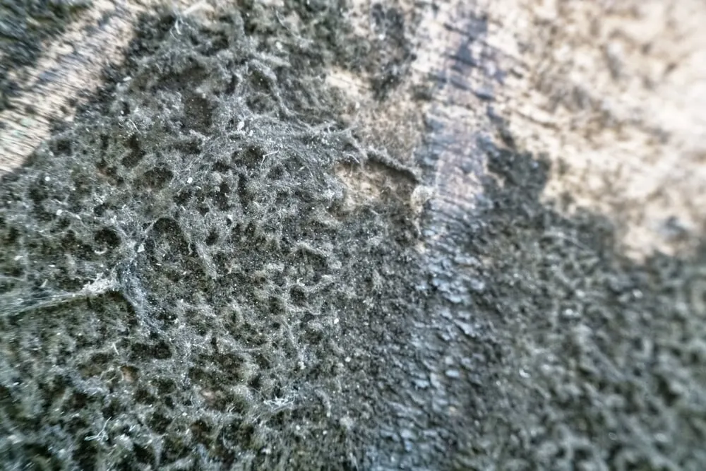 Understanding the Impact of Mould on Health
