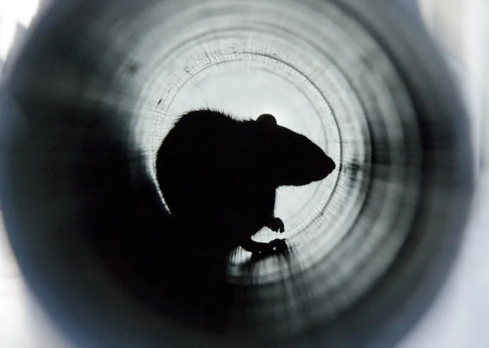 Understanding the Need for Rodent Inspections