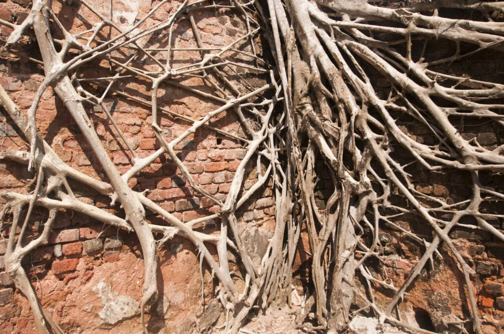 Understanding the Threat of Tree Roots