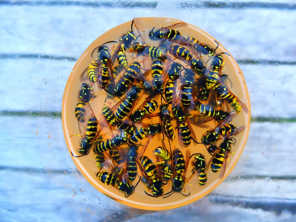 Trap for Wasps - Wasp Infestations