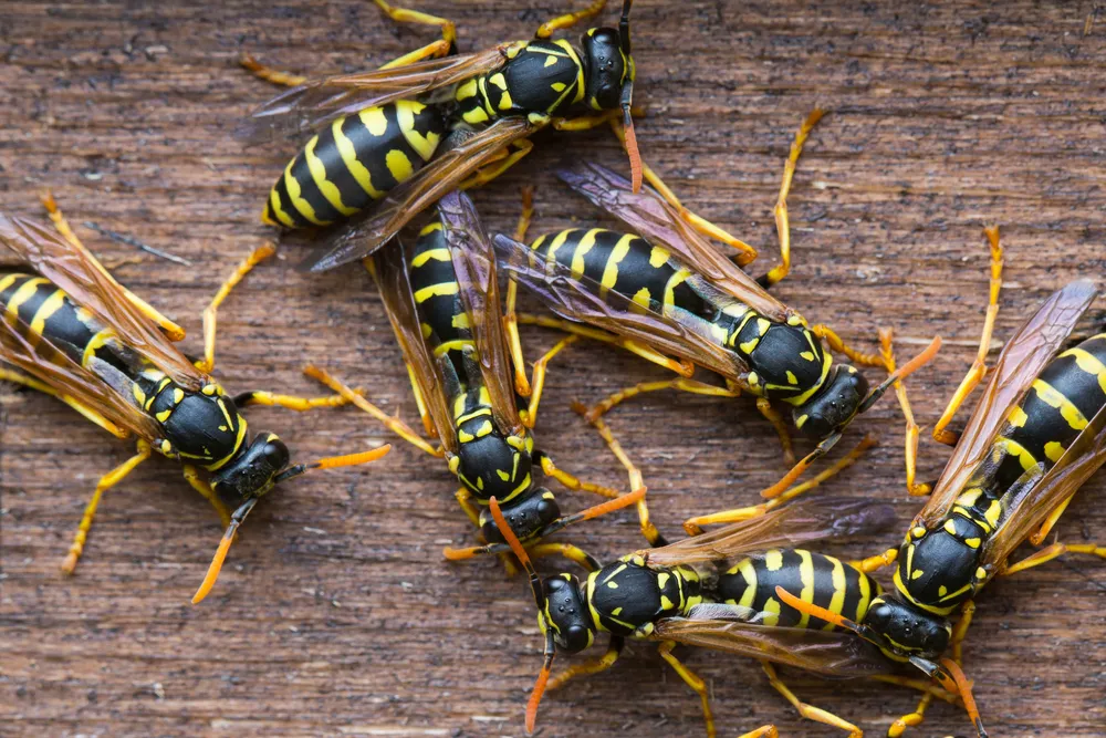 Wasp Infestations