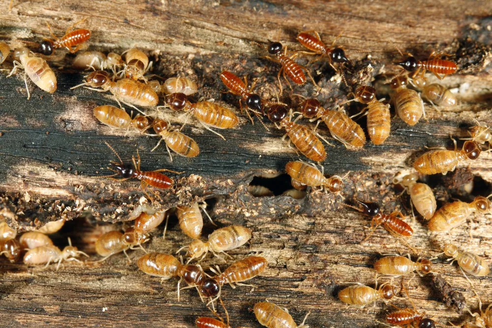 What Do Pest Inspections Cover