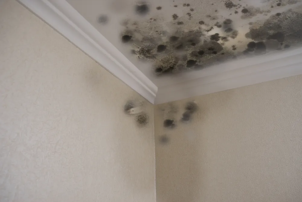 What is Mould and its Effects