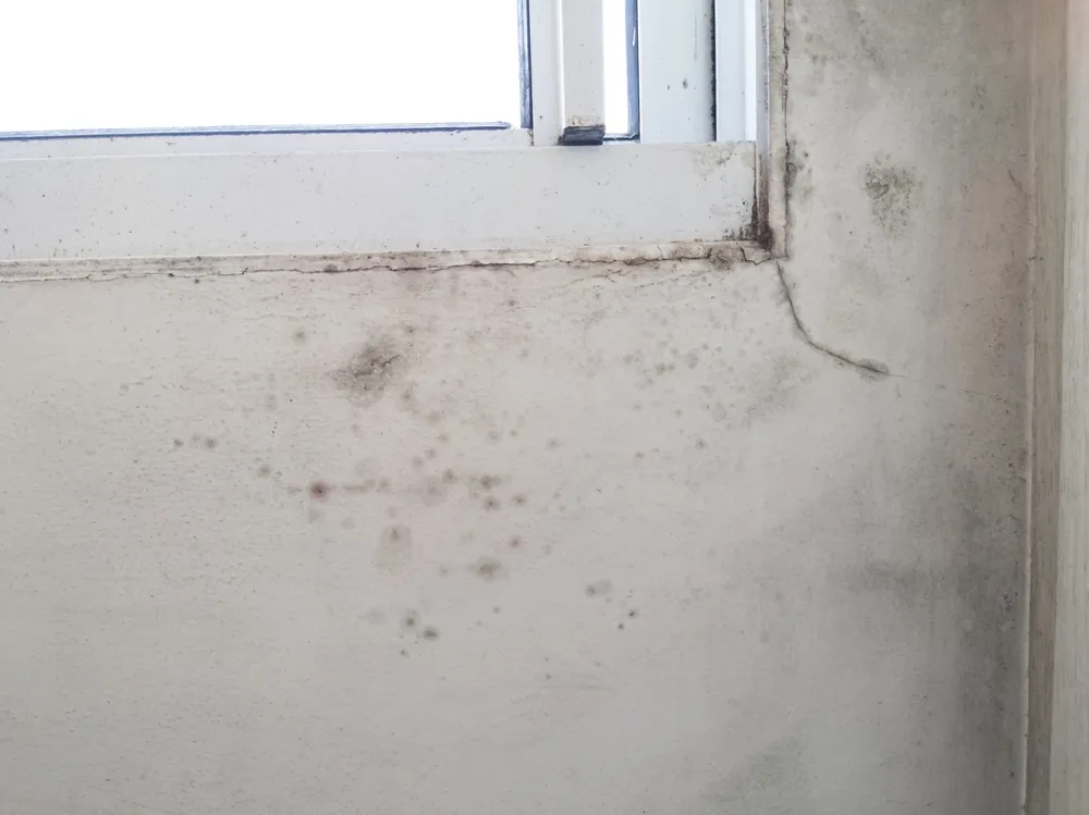 Why Mould Inspections are Important