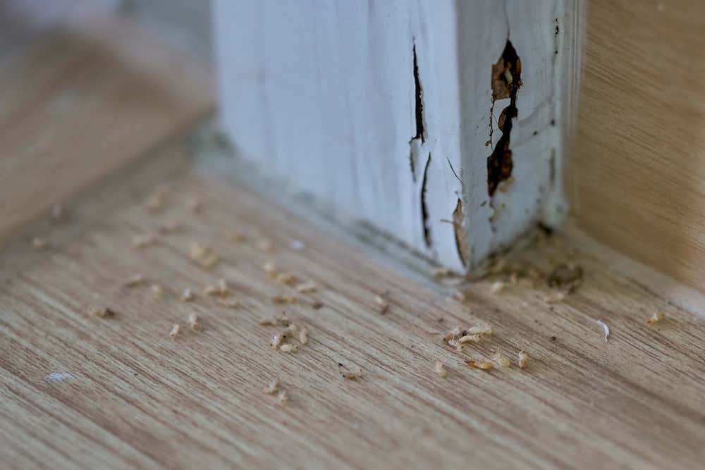 termite damage pest inspection
