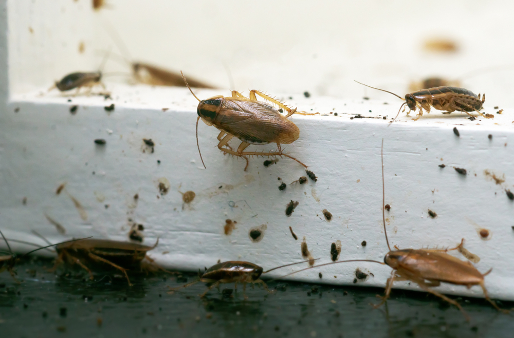 A guide to common house pests in Australia - Cockroaches