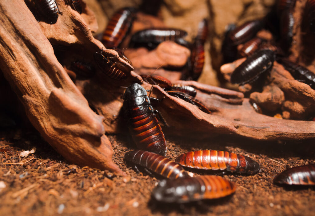 Cockroaches
