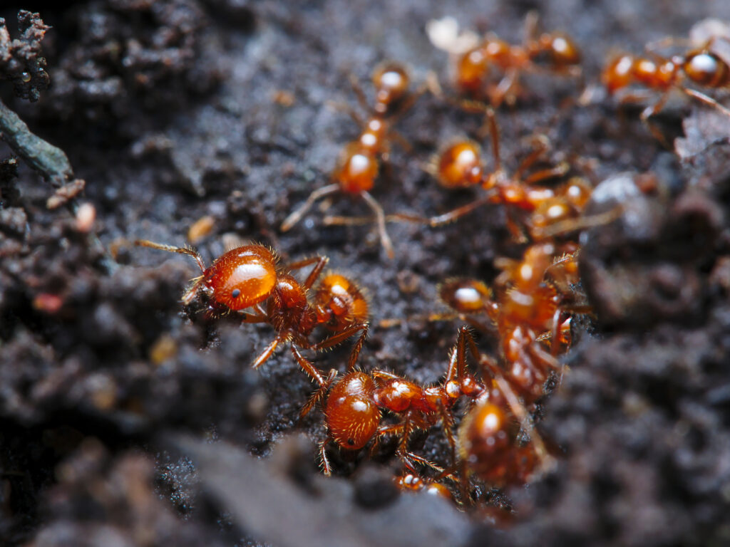 Ant Pathways in Households Recognising and Reacting to Ant Invasions