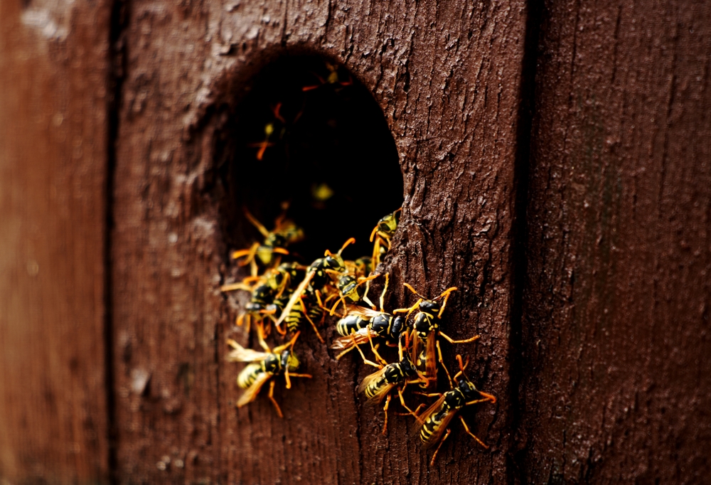 Wasp Infestations at Home