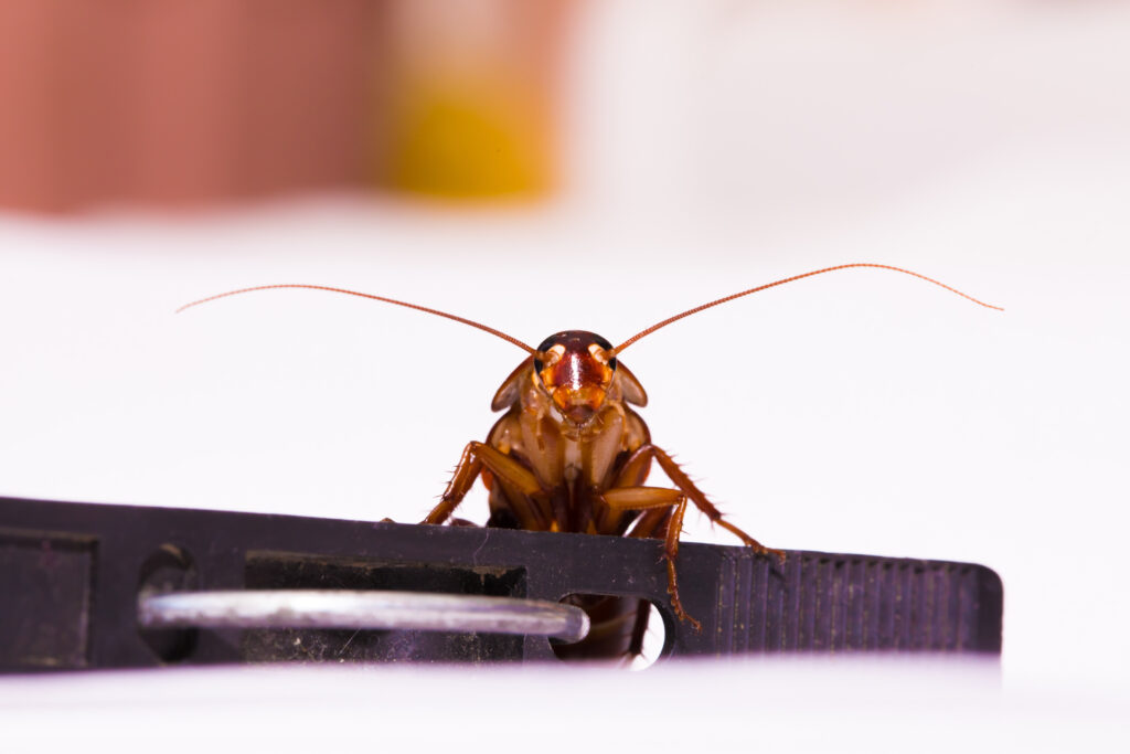 All About Cockroaches: A Closer Look into This Common Household Pest - What Are Cockroaches?