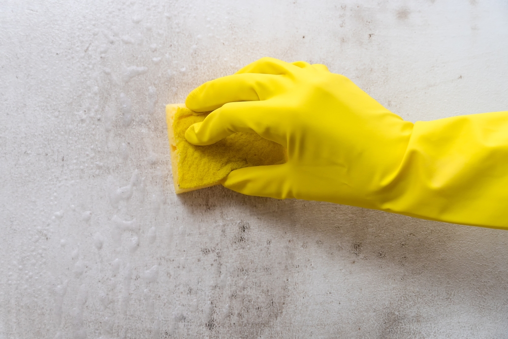 Preventing Mould Growth and Reducing Health Risks