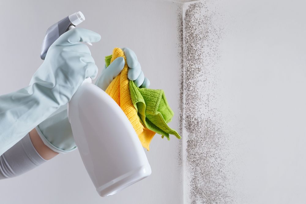 DIY Mould Removal vs Professional Mould Removal