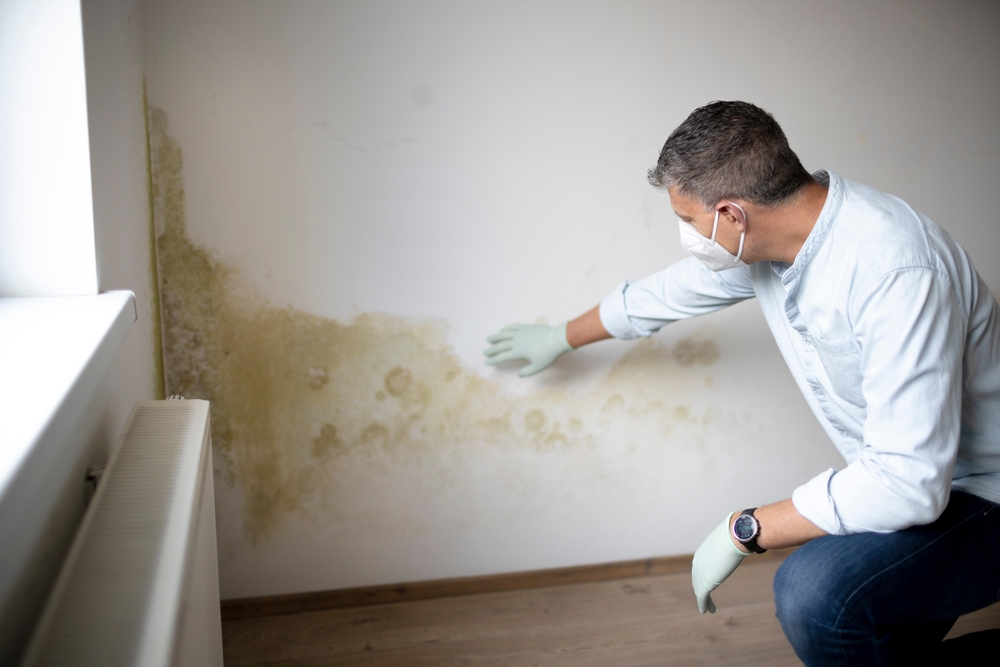 How Mould Inspections Can Affect Your Property's Worth