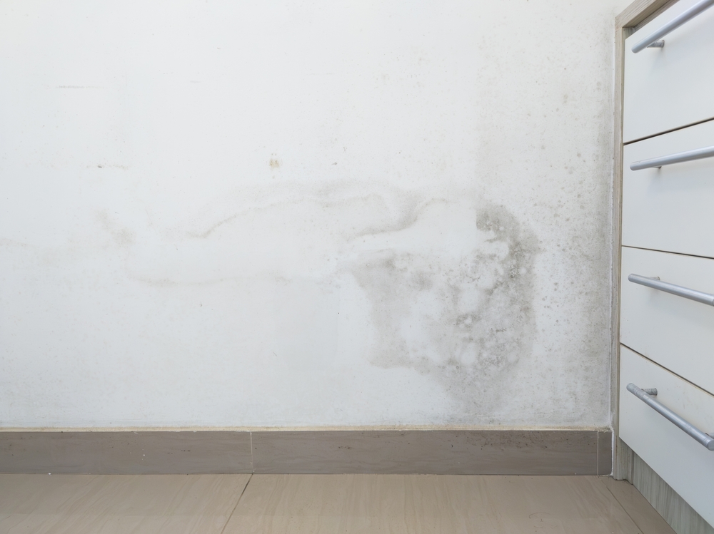 Mould Inspections: Ensuring the Safety and Longevity of Your Property