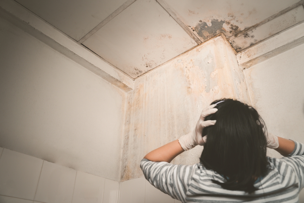 The Importance of Mould Inspections